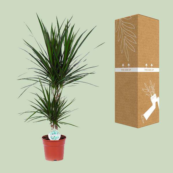 Drachenbaum Dracaena Marginata Zimmerpflanze Ø17cm ↕75cm – pflegeleichte Grünpflanze für Wohnzimmer, Büro & helle Standorte kaufen – Plant