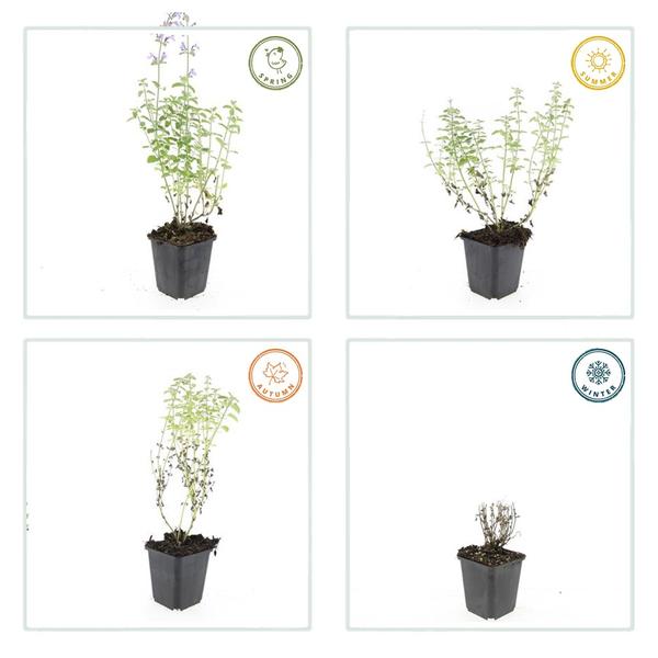 Nepeta 'Walker's Low' – Katzenminze – Lavendelblaue Blüten – Silbergrünes Laub – Pflegeleichte Staude – Sonnig – Bienen & Schmetterlinge – Plant