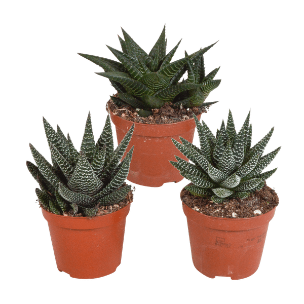Sukkulenten Mix Gasteria & Haworthia – 3 Pflanzen – Ø8,5cm Zimmerpflanzen – Verschiedene Mini – Sukkulenten – Plant