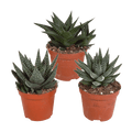 Sukkulenten Mix Gasteria & Haworthia – 3 Pflanzen – Ø8,5cm Zimmerpflanzen – Verschiedene Mini – Sukkulenten – Plant