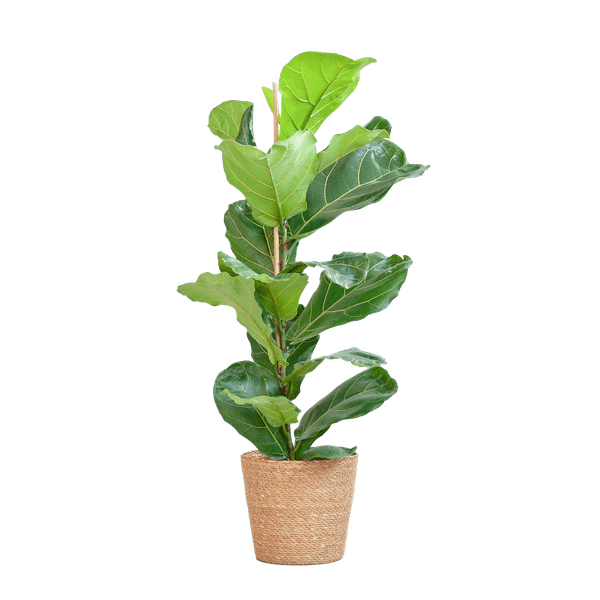 Ficus Lyrata – Geigen – Feige Zimmerpflanze – ca. 80cm hoch – Ø21cm – große dekorative Blätter – inkl. Seegras Korb Sofia Natur – Plant