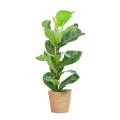 Ficus Lyrata – Geigen – Feige Zimmerpflanze – ca. 80cm hoch – Ø21cm – große dekorative Blätter – inkl. Seegras Korb Sofia Natur – Plant
