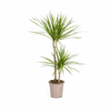 Dracaena Marginata Green – Drachenbaum – Ø19cm – ↕70-90cm – Schlanke Zimmerpflanze mit dunkelgrünen Blättern – Pflegeleicht & luftreinigend – Plant