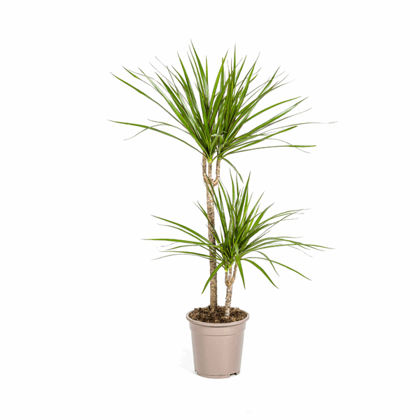 Dracaena Marginata Green – Drachenbaum – Ø19cm – ↕70-90cm – Schlanke Zimmerpflanze mit dunkelgrünen Blättern – Pflegeleicht & luftreinigend – Plant