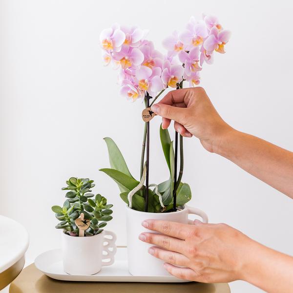 Überraschungsbox Orchideen Ø9cm – pflegeleichtes Pflanzen Set für Urban Jungle, Fensterbank, Wohnzimmer & Büro – Plant