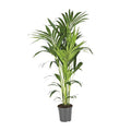 Kentiapalme Howea Forsteriana – Ø21cm – ↕130cm – Pflegeleichte Zimmerpalme mit luftreinigend – Plant