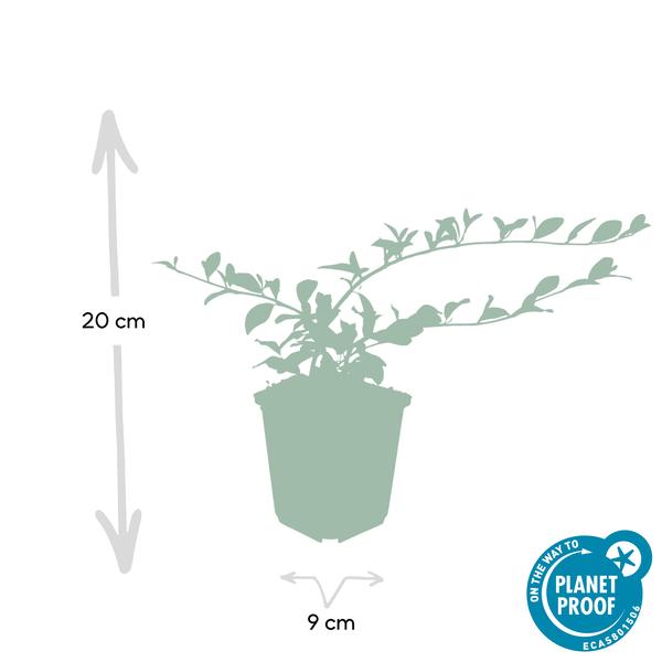 Cotoneaster dammeri – Teppich – Zwergmispel – Ø9cm – ↕10-25cm – Winterharter Bodendecker mit Blüten & Beeren – Plant