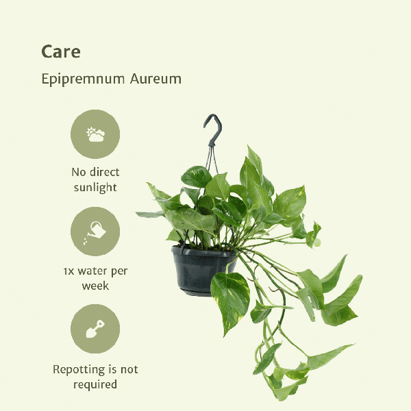 Efeutute Epipremnum Aureum Scindapsus Zimmerpflanze Ø15cm ↕25cm – pflegeleichte Grünpflanze für Wohnzimmer, Büro & helle Standorte kaufen – Plant