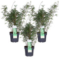 Schirmbambus Fargesia rufa 3er – Set Ø23cm ↕80cm – hochwertiges Produkt für Pflanzen, Garten, Zuhause, Dekoration & moderne Einrichtung – Plant