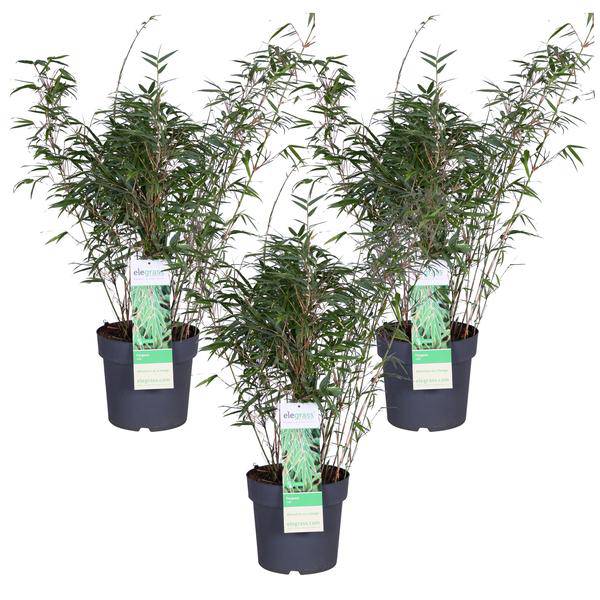 Schirmbambus Fargesia rufa 3er – Set Ø23cm ↕80cm – hochwertiges Produkt für Pflanzen, Garten, Zuhause, Dekoration & moderne Einrichtung – Plant