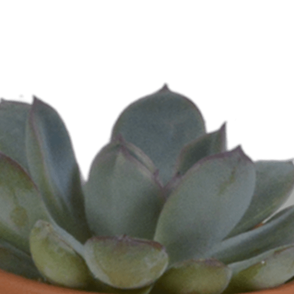 Sukkulenten Mix 5 Pflanzen Ø5,5cm – pflegeleichtes Pflanzen Set für Urban Jungle, Fensterbank, Wohnzimmer & Büro – Plant