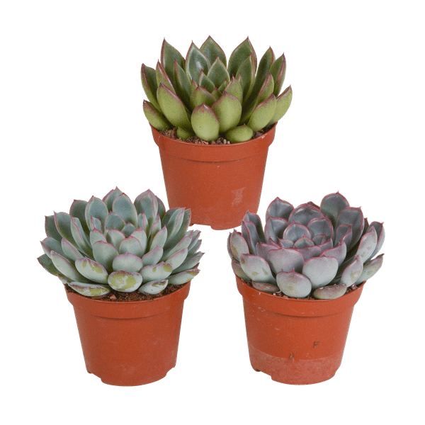 Steinrose Echeveria Mix – 3 Pflanzen Ø8,5cm – Farbenfrohe Sukkulenten – Zimmerpflanzen – Pflegeleicht & dekorativ – Direkt vom Erzeuger – Plant