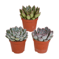 Steinrose Echeveria Mix – 3 Pflanzen Ø8,5cm – Farbenfrohe Sukkulenten – Zimmerpflanzen – Pflegeleicht & dekorativ – Direkt vom Erzeuger – Plant