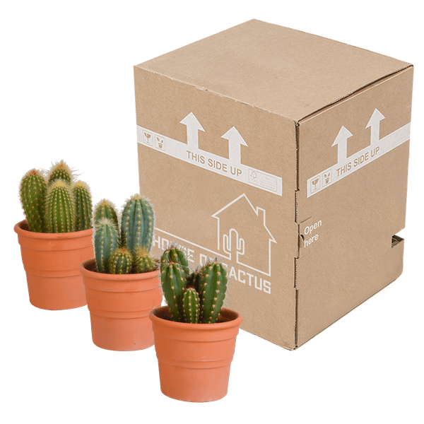 Kakteen Mix 3 Pflanzen Ø10,5cm – pflegeleichtes Pflanzen Set für Urban Jungle, Fensterbank, Wohnzimmer & Büro – Plant
