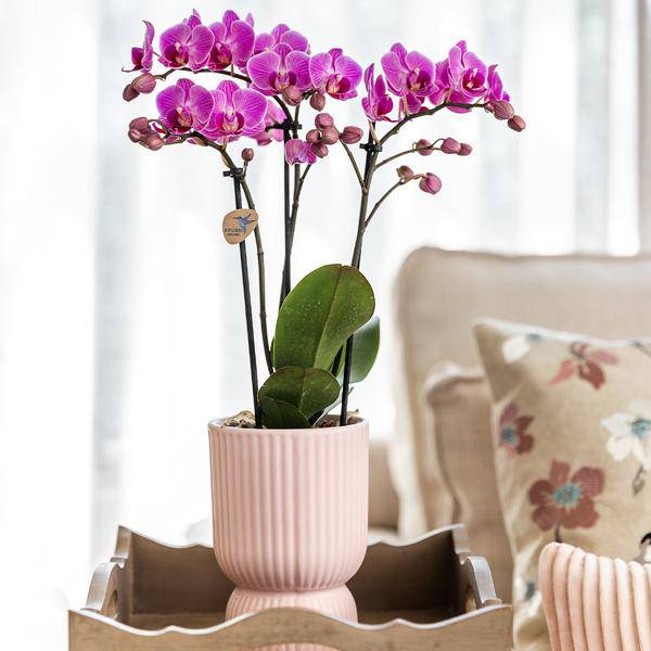 Kombi-Angebot Diabolo Topf – Rosa – 3er-Set Ø6cm, Ø9cm & Ø12cm – Moderne Dekotöpfe im zeitlosen Design – Pflanzentöpfe für Zimmerpflanzen, Sukkulenten & Kakteen – Plant