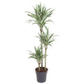 Drachenbaum Zimmerpflanze Ø24cm ↕150cm – pflegeleichte Grünpflanze für Wohnzimmer, Büro & helle Standorte kaufen – Plant