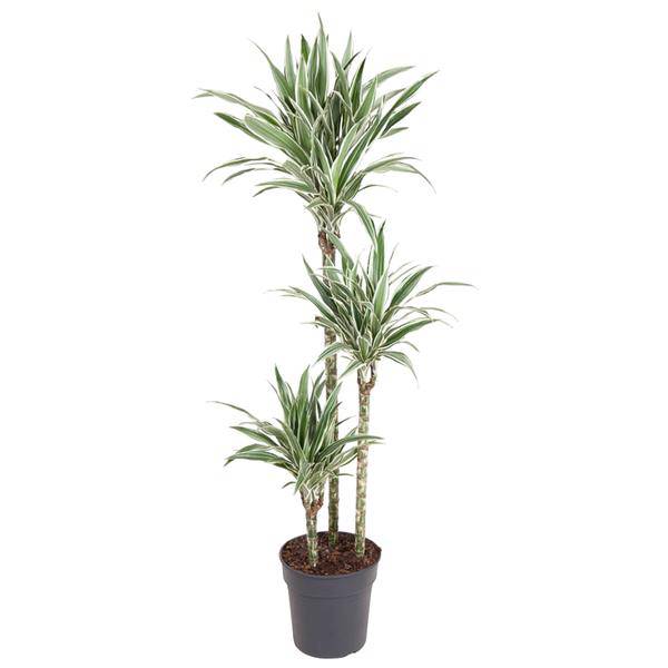 Drachenbaum Zimmerpflanze Ø24cm ↕150cm – pflegeleichte Grünpflanze für Wohnzimmer, Büro & helle Standorte kaufen – Plant