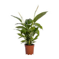 Einblatt – Spathiphyllum Bingo Cupido – Zimmerpflanze – Ø19cm – ↕80cm – Friedenslilie mit weißen Blüten – Pflegeleichte & luftreinigende Grünpflanze – Plant