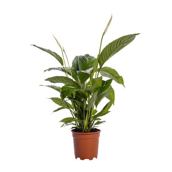 Einblatt – Spathiphyllum Bingo Cupido – Zimmerpflanze – Ø19cm – ↕80cm – Friedenslilie mit weißen Blüten – Pflegeleichte & luftreinigende Grünpflanze – Plant