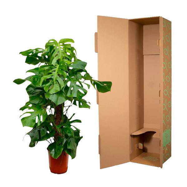 Monstera Deliciosa – Köstliches Fensterblatt – Zimmerpflanze 140cm – Ø24cm – Tropische XXL – Pflanze mit großen grünen Blättern – Pflegeleicht – Plant