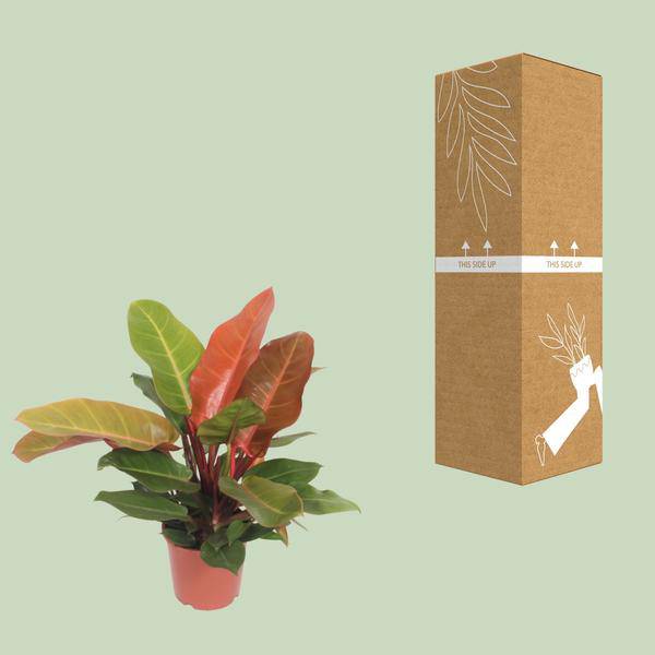 Baumfreund Philodendron Prince of Orange Zimmerpflanze Ø17cm ↕45cm – pflegeleichte Grünpflanze für Wohnzimmer, Büro & helle Standorte kaufen – Plant