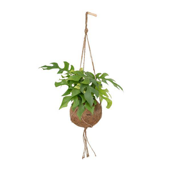 Lochpflanze Monstera Minima Zimmerpflanze Ø15cm ↕25cm – pflegeleichte Grünpflanze für Wohnzimmer, Büro & helle Standorte kaufen – Plant