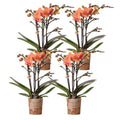 Phalaenopsis Orchideen Bozen Orange – 4 Orchideen – Topfgröße Ø9cm – Zimmerpflanzen Set mit kräftigen Blütenstielen – elegante Orchideen Dekoration – Plant