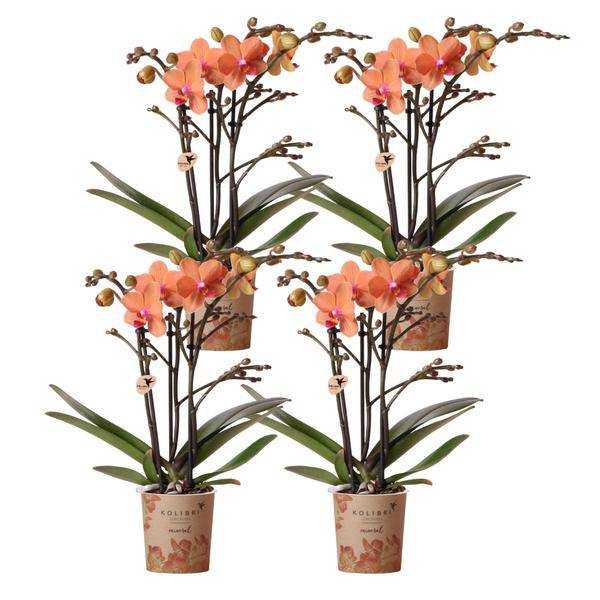 Phalaenopsis Orchideen Bozen Orange – 4 Orchideen – Topfgröße Ø9cm – Zimmerpflanzen Set mit kräftigen Blütenstielen – elegante Orchideen Dekoration – Plant