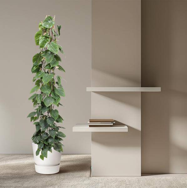 Baumfreund Philodendron Scandens Zimmerpflanze Ø27cm ↕160cm – pflegeleichte Grünpflanze für Wohnzimmer, Büro & helle Standorte kaufen – Plant