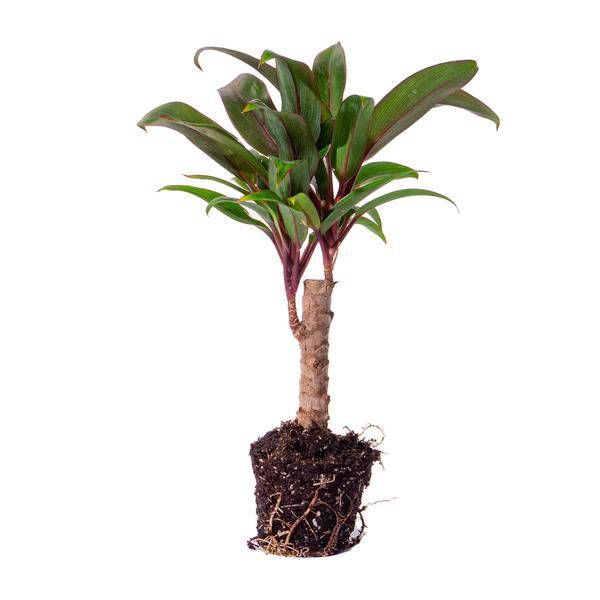 Mini – Palme Cordyline fruticosa Purple Compacta – Terrarienpflanze – Ø6cm – Kompakte Keulenlilie mit violettem Laub – Pflegeleicht & dekorativ – Plant