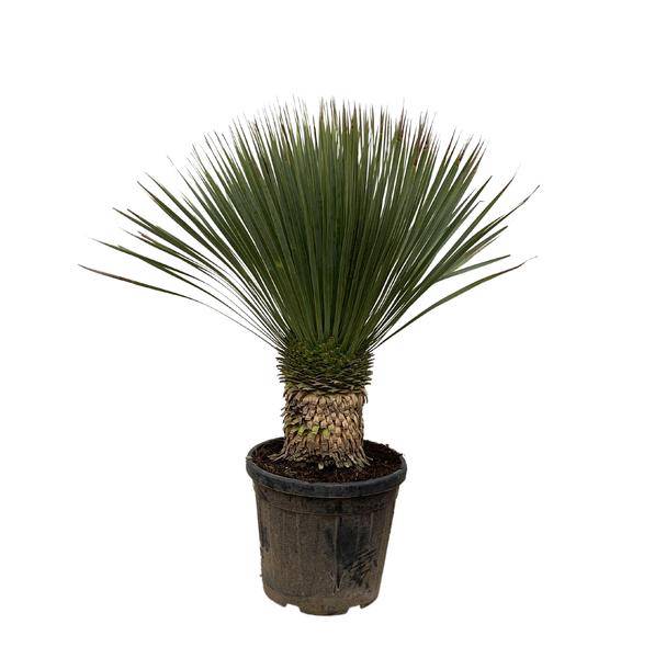 Palmlilie Zimmerpflanze Ø38cm ↕100cm – pflegeleichte Grünpflanze für Wohnzimmer, Büro & helle Standorte kaufen – Plant