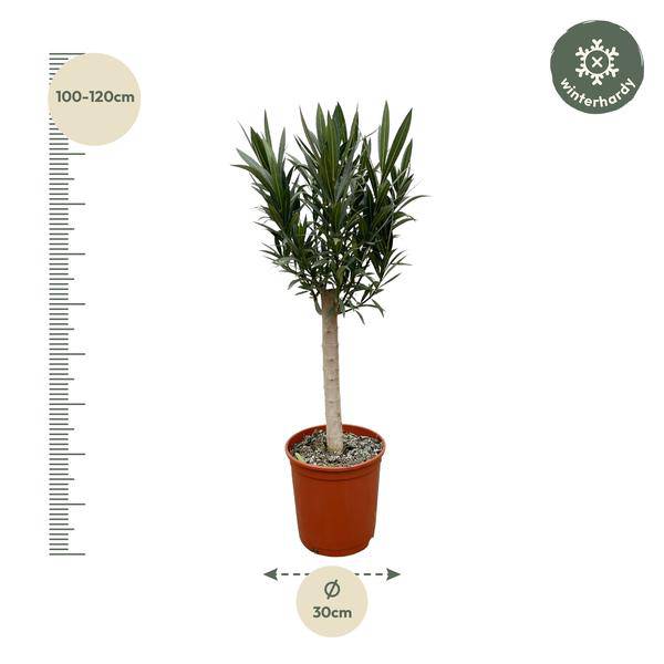 Rosenlorbeer Gartenpflanze Ø22cm ↕110cm – Pflanze für Garten, Balkon, Terrasse, Kübel & Beet online kaufen – Plant