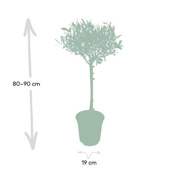 Olivenbaum Olea europaea – Mediterrane Zimmer – & Terrassenpflanze – Höhe ca. 90cm – Ø19cm – Immergrün & dekorativ – Robust & pflegeleicht – Plant