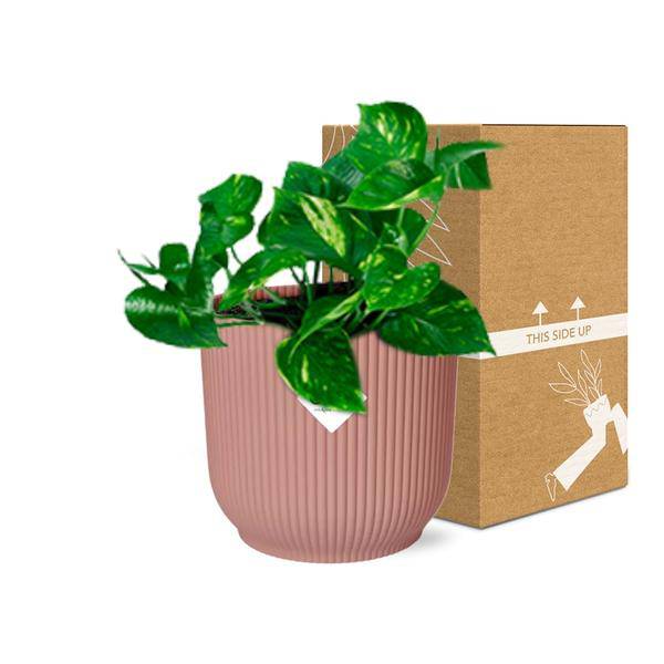 Efeutute Epipremnum Pinnatum Aureum Zimmerpflanze – pflegeleichte Grünpflanze für Wohnzimmer, Büro & helle Standorte kaufen – Plant