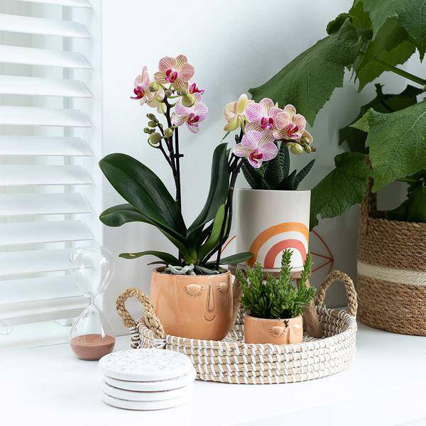 Weißes Geflochtenes Tablett Ø30cm – Handgewebtes Deko – Tablett – Pflanzentablett & Wohnaccessoire – Plant