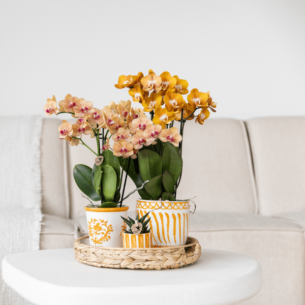 Ziertopf Painted Stripe – Orange – Ø6cm – Keramiktopf mit Streifenmuster – Plant