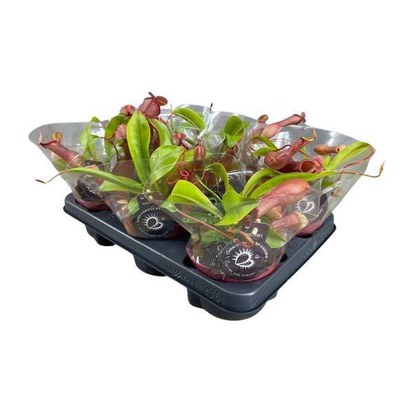 Fleischfressende Pflanze – Nepenthes Alata – Kannenpflanze – Ø12cm – ↕17cm – Exotische Zimmerpflanze mit dekorativen Kannenfallen – Pflegeleicht & dekorativ – Plant
