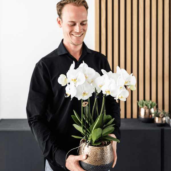 Phalaenopsis Orchideen Weiß – 2 Orchideen – Zimmerpflanzen mit langanhaltender Blüte – Ø12cm Töpfe – Frisch vom Bauern – Elegante Wohnraum-Deko – Plant