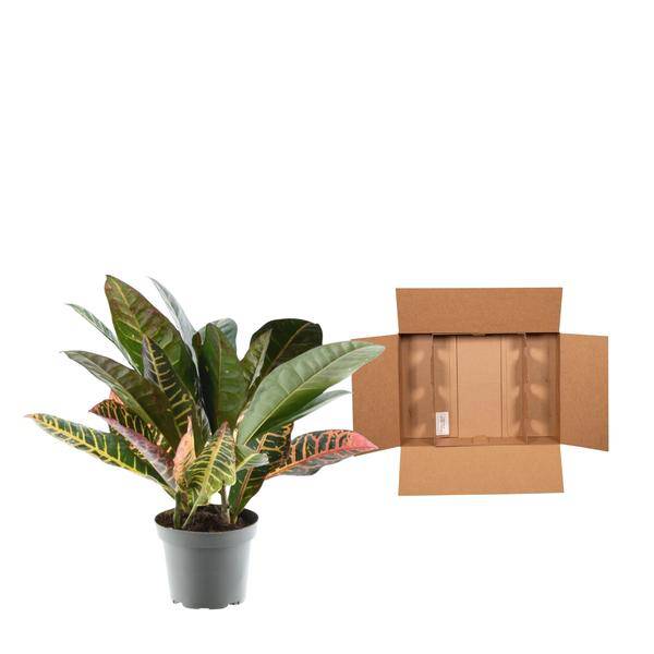 Codiaeum variegatum 'Petra' – Wunderstrauch – Buntblättrige Zimmerpflanze – Exotische Dekopflanze – Pflegeleicht – ↕30cm – Ø12cm – Plant