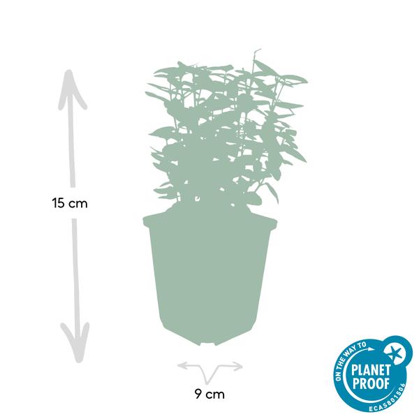 Spindelstrauch Euonymus fortunei 'Emerald 'n Gold' – ↕10-25cm – Ø9cm – Immergrün, gelb – grünes Laub – Hecke, Beet & Solitär – Plant