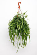 Lepismium bolivianum – Blattkaktus – Zimmerpflanze hängend – Ø17cm – Höhe ca. 25cm – exotische Hängepflanze pflegeleicht – Plant