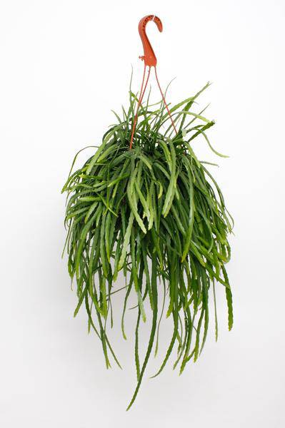 Lepismium bolivianum – Blattkaktus – Zimmerpflanze hängend – Ø17cm – Höhe ca. 25cm – exotische Hängepflanze pflegeleicht – Plant