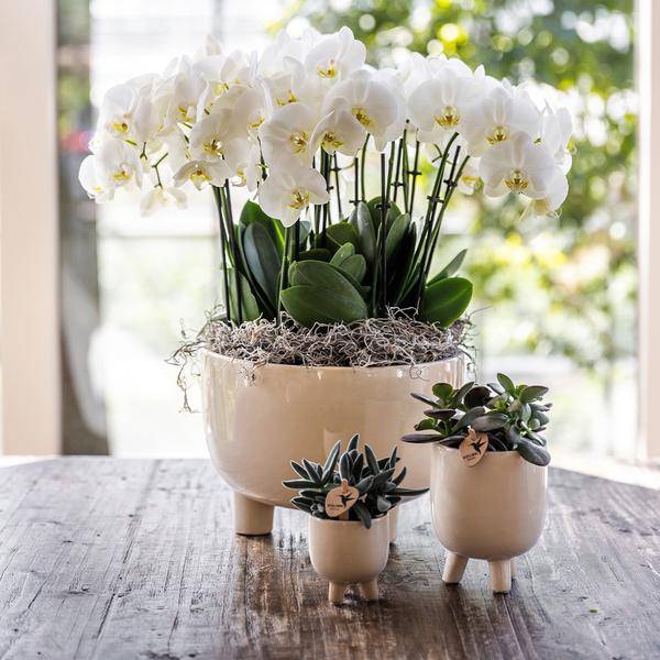 Übertopf Keramik Ø9cm – moderner Pflanztopf für Zimmerpflanzen, Sukkulenten, Kakteen & Kräuter – Plant