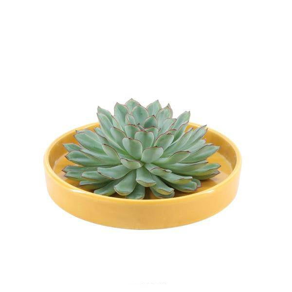 Sukkulente – Echeveria pulidonis ROOTLESS – Ø20cm Schale Gelb – Zimmerpflanze ohne Wurzeln – Pflegeleichte Schnitt – Plant