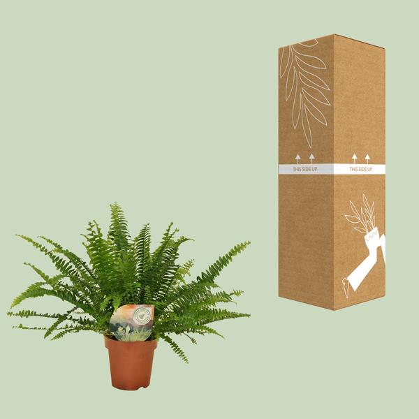 Schwertfarn Nephrolepis Green Lady Zimmerpflanze Ø12cm ↕30cm – pflegeleichte Grünpflanze für Wohnzimmer, Büro & helle Standorte kaufen – Plant