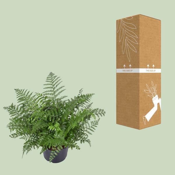 Nestfarn – Asplenium Parvati – Zimmerpflanze – Ø23cm – 55cm hoch – pflegeleichte Grünpflanze für Innenräume – dekorativer Farn für Wohnzimmer & Büro – Plant