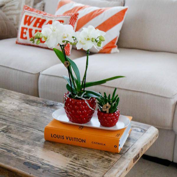 Set aus weißer Orchidee & Rhipsalis auf Bambustablett Zimmerpflanze – pflegeleichte Sukkulente für Wohnzimmer, Büro & helle Standorte kaufen – Plant