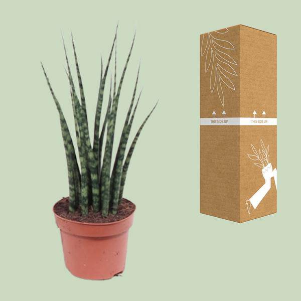 Bogenhanf – Sansevieria Fernwood Mikado – Zimmerpflanze – Ø12cm – ↕40cm – Schwiegermutterzunge – pflegeleicht & luftreinigend