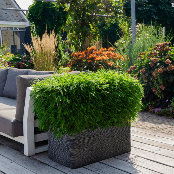 Fargesia murieliae Moontears Boobux – Bambus – immergrün & winterhart – nicht invasiv – Ø29cm – ↕70cm Höhe – ideal für Garten, Terrasse & Hecken – Plant