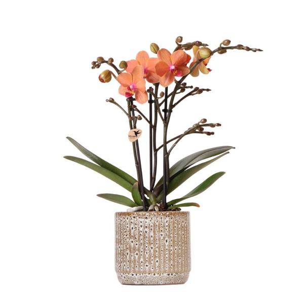Orange Phalaenopsis Orchidee – Mineral Bolzano – Ø9cm Jaguar Topf – Blühende Zimmerpflanze mit 2-3 Zweigen – Plant